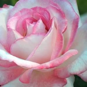 Meet your Posher, Telma